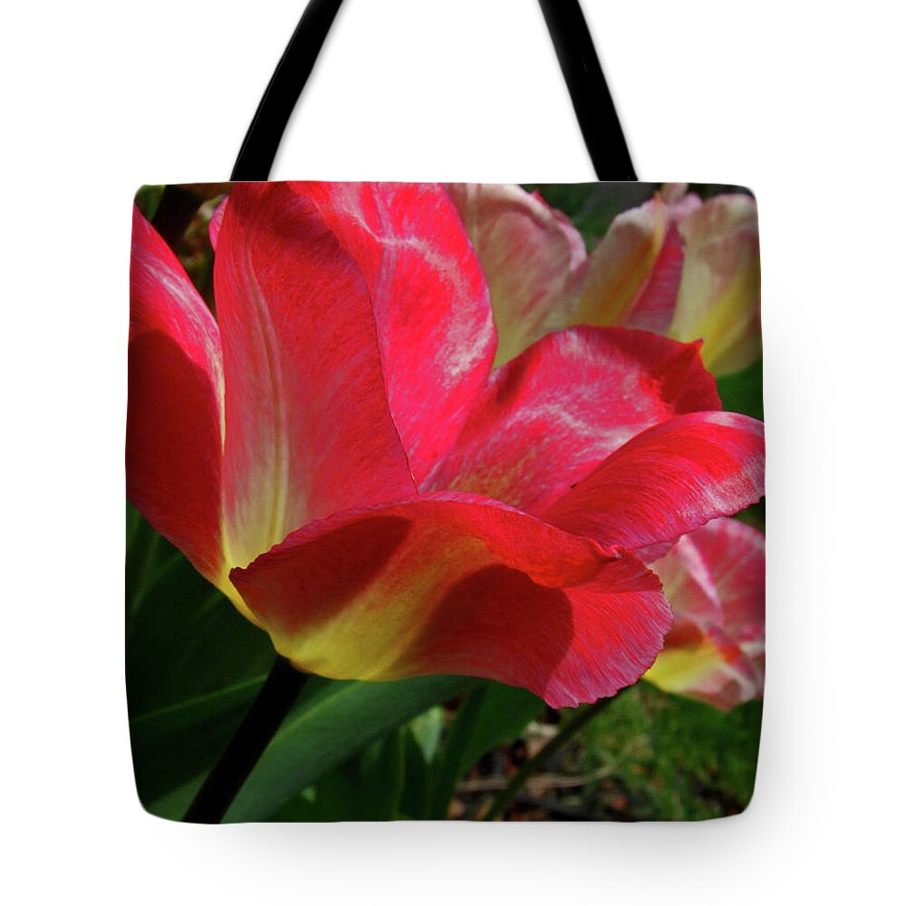 Tulip Tote Bag featuring the photograph As Time Passes by Michiale Schneider
