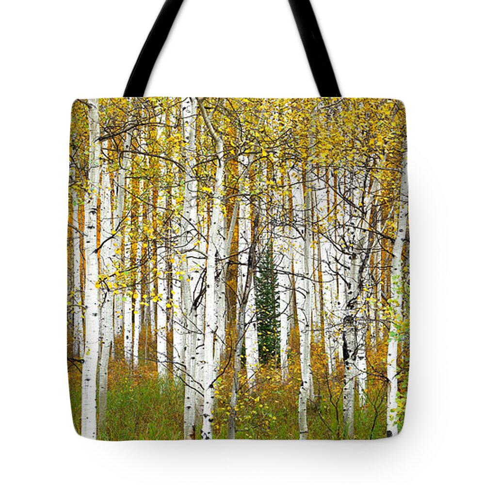 Fall Tote Bag featuring the photograph Aspen Forest Panoramic by Tim Reaves