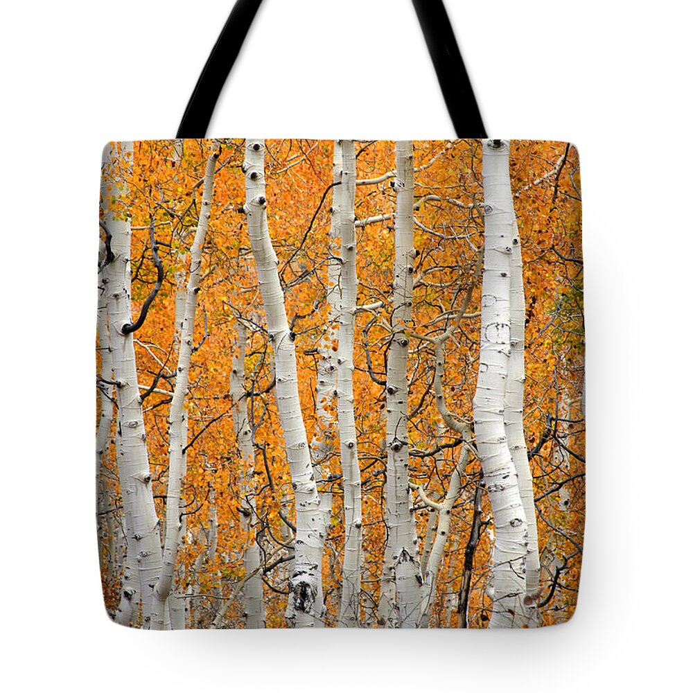Fall Tote Bag featuring the photograph Aspen Grove by Brett Pelletier