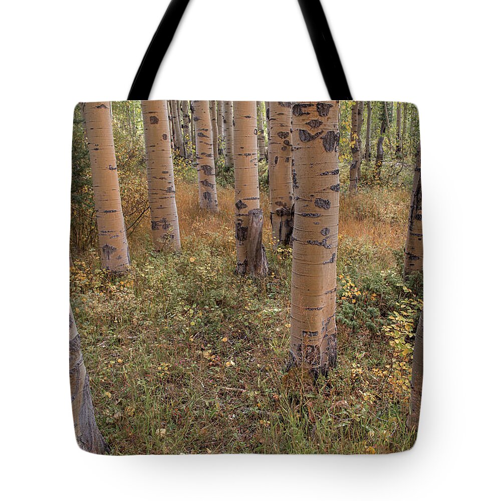 Aspens Tote Bag featuring the photograph Aspen Grove by Jen Manganello
