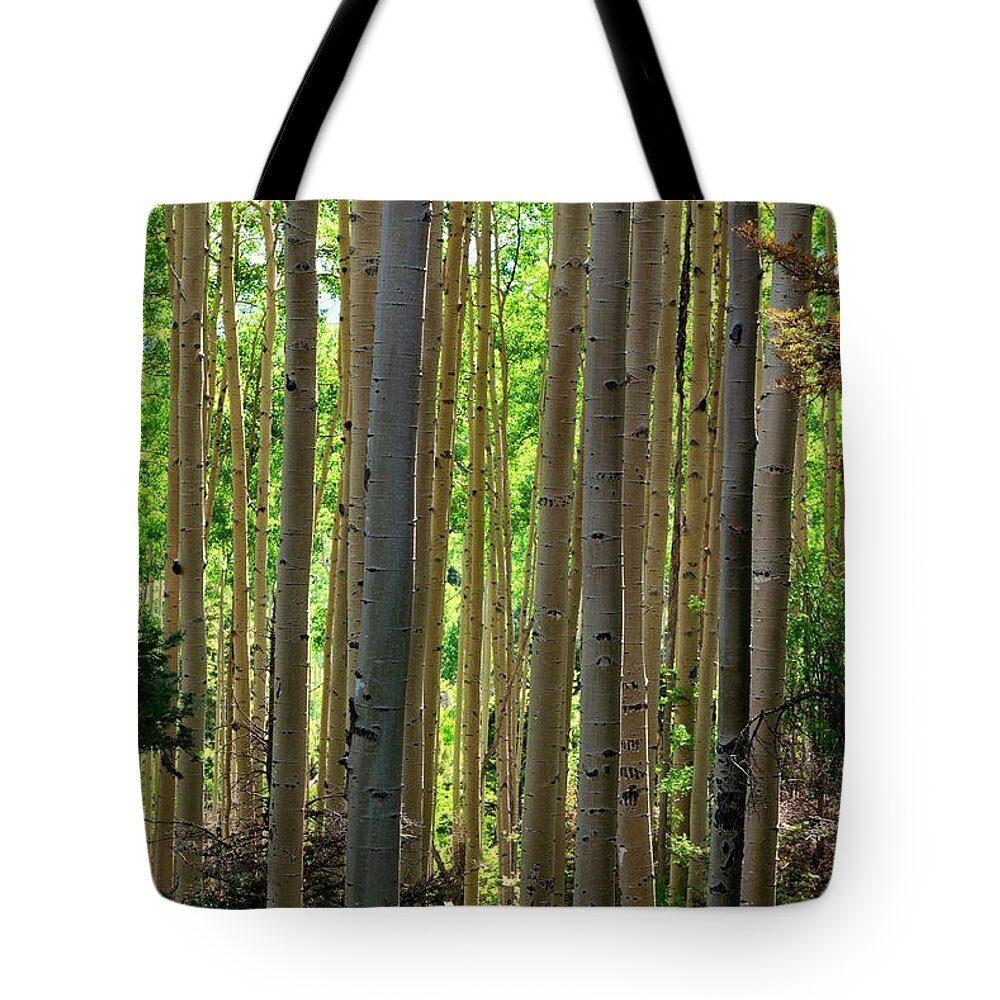 Trees Tote Bag featuring the photograph Aspen Grove by Ron Cline