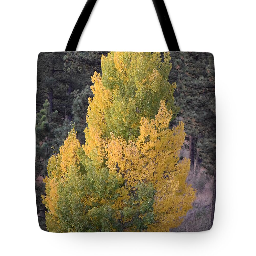 Aspen Tote Bag featuring the photograph Aspen Tree Fall Colors CO by Margarethe Binkley