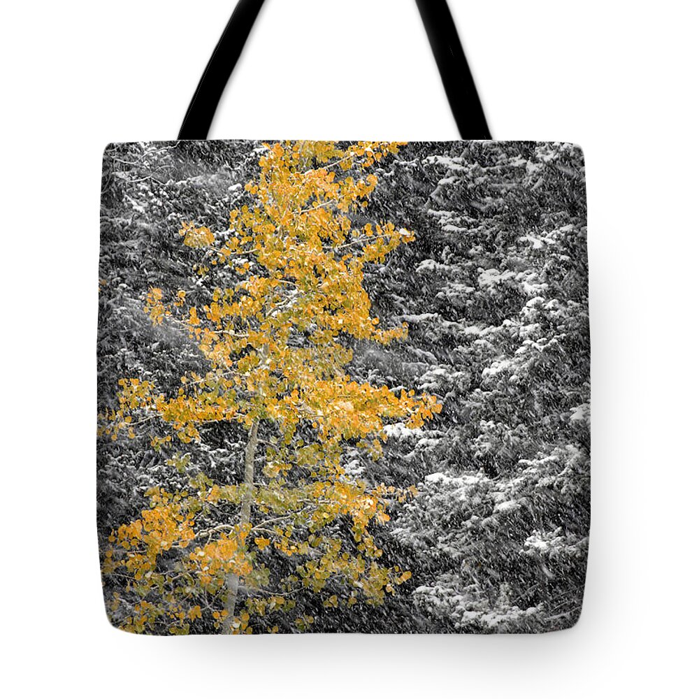 Landscape Tote Bag featuring the photograph Aspen Tree in Snow Storm by Brett Pelletier