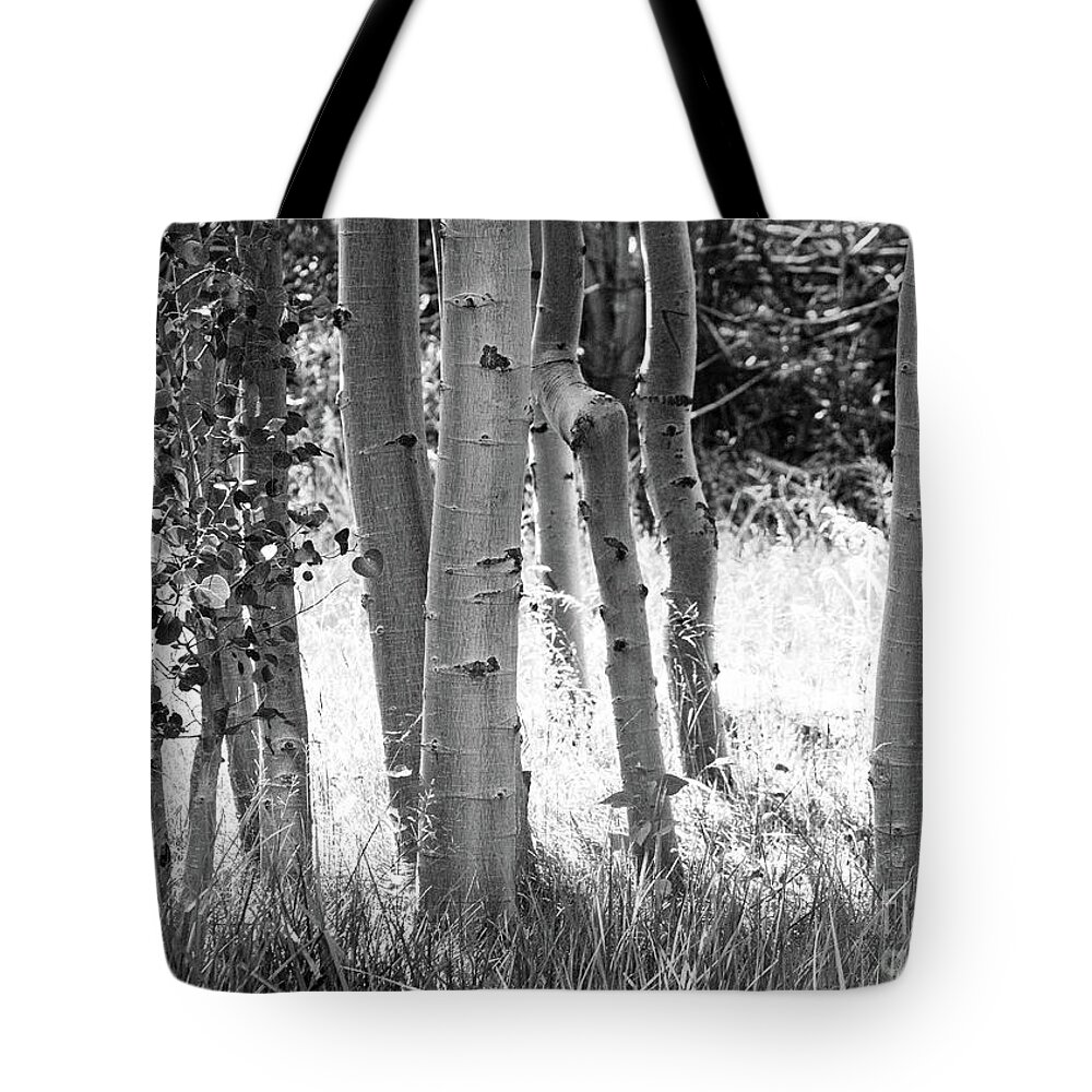 Aspes Tote Bag featuring the photograph Aspen Trunks by Anthony Michael Bonafede