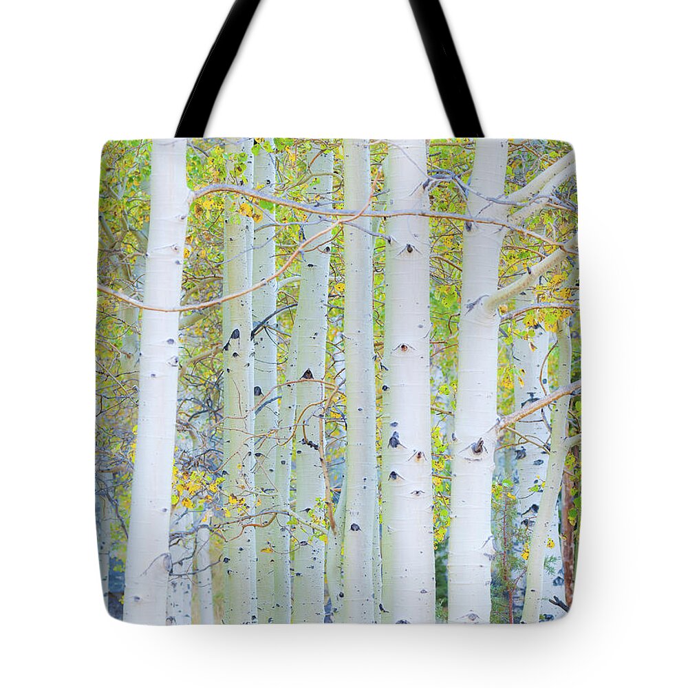 Fall Tote Bag featuring the photograph Aspen White by Jonathan Nguyen