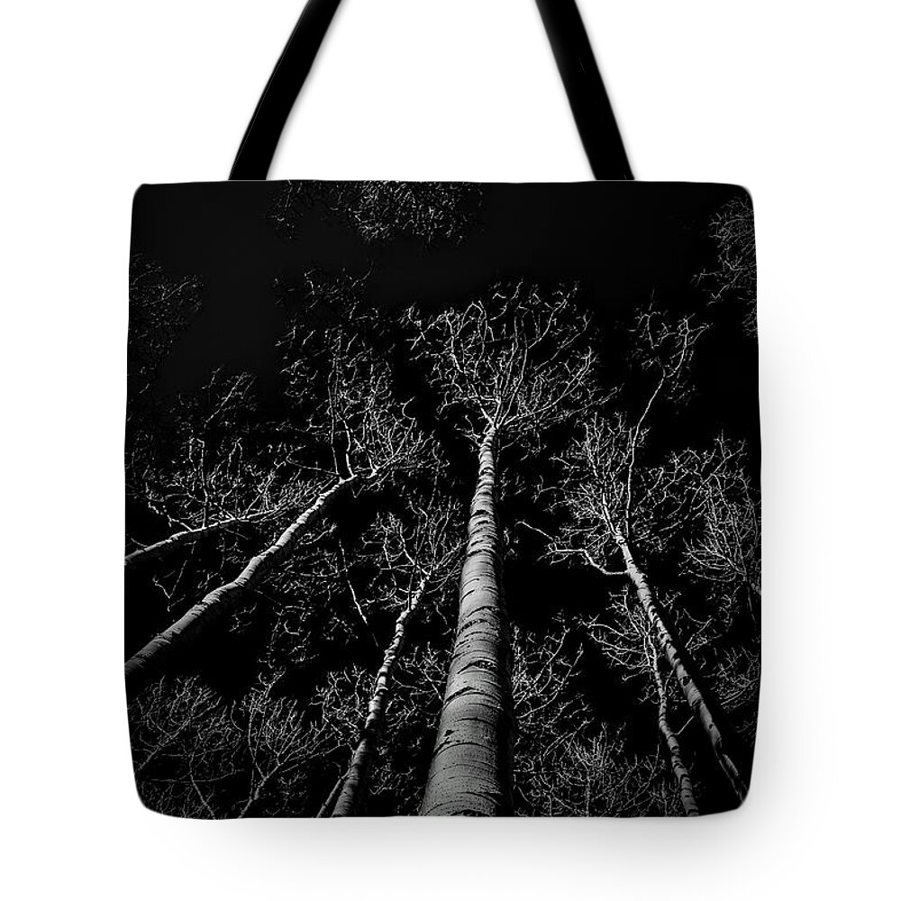 Aspen Trees Tote Bag featuring the photograph Aspen Winter by Michael Brungardt