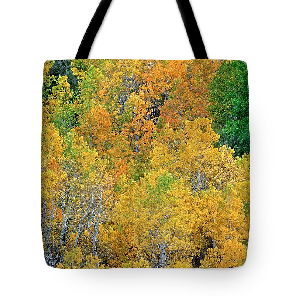 North America Tote Bag featuring the photograph Aspens in Fall Eastern Sierras California by Dave Welling
