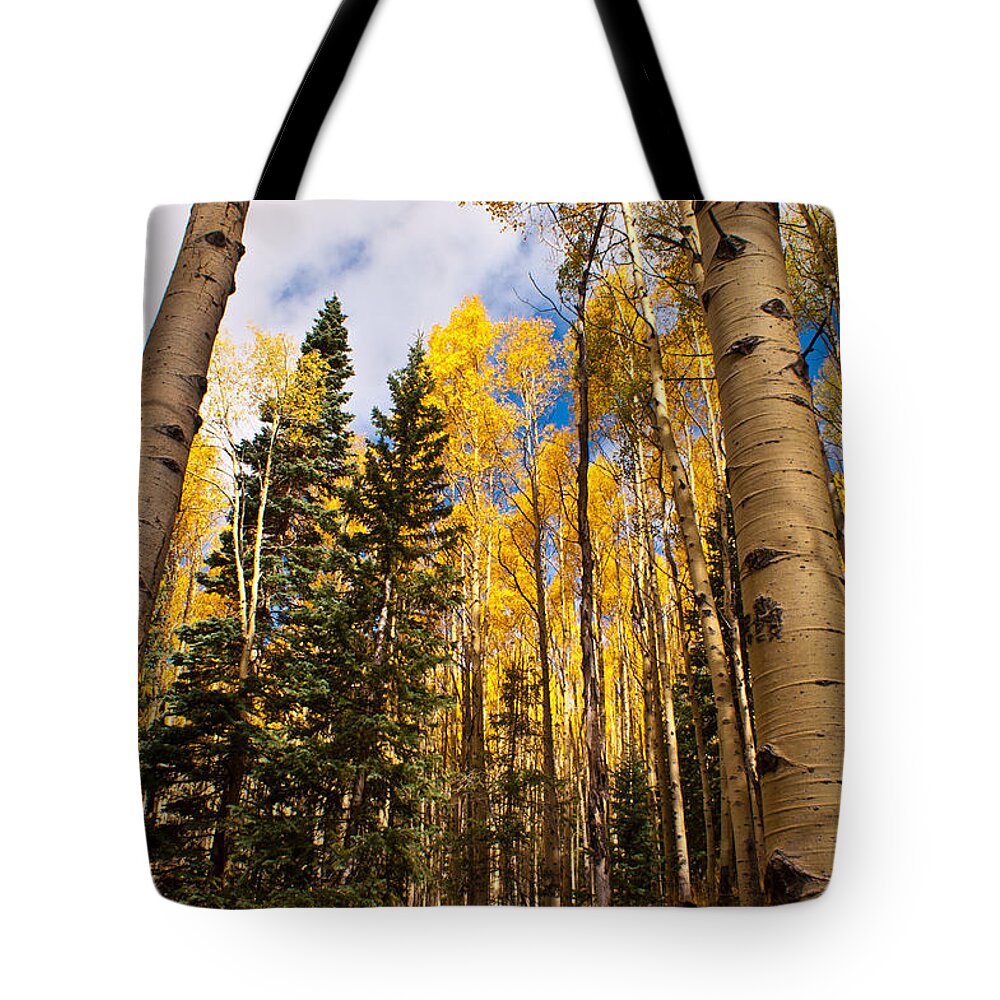 Aspens Tote Bag featuring the photograph Aspens in Santa Fe 3 by James Gay