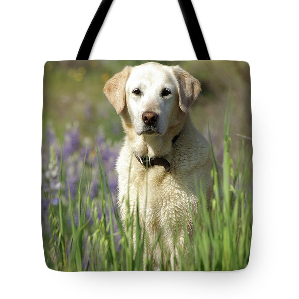 Dog Tote Bag featuring the photograph At Attention by Jim And Emily Bush