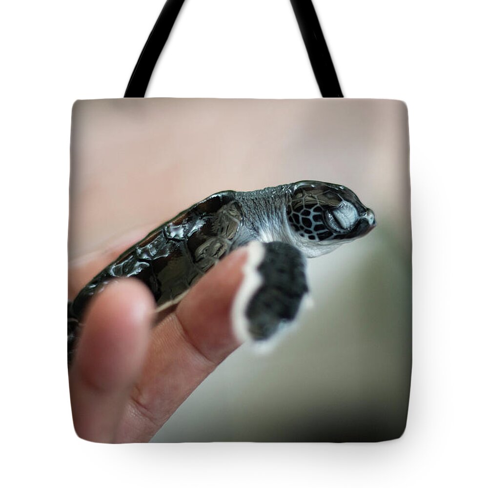 Turtle Farm Tote Bag featuring the photograph At Peace In The Right Hands by Ramabhadran Thirupattur
