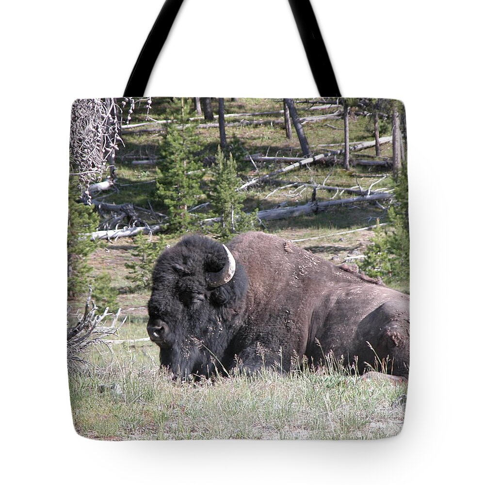 Bison Tote Bag featuring the photograph At Rest by Jim Goodman