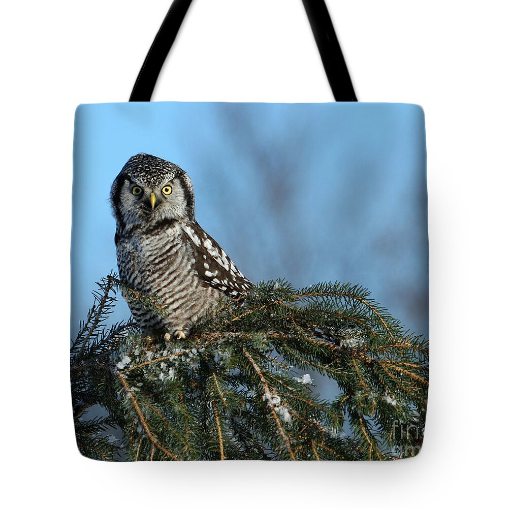 Owl Tote Bag featuring the photograph Atop a fallen branch by Heather King