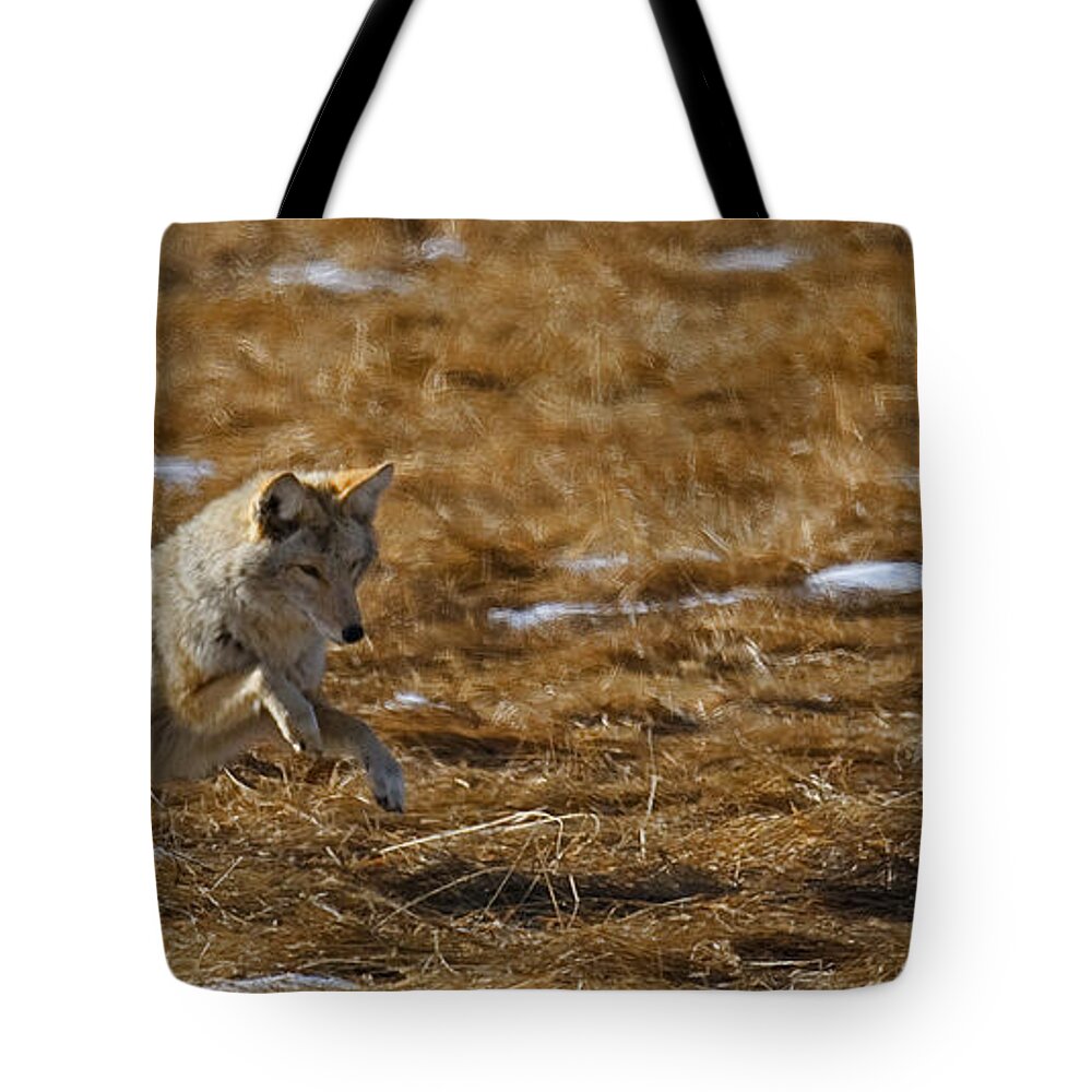 Coyote. Rocky Mountain National Park Tote Bag featuring the photograph Attack by Bon and Jim Fillpot