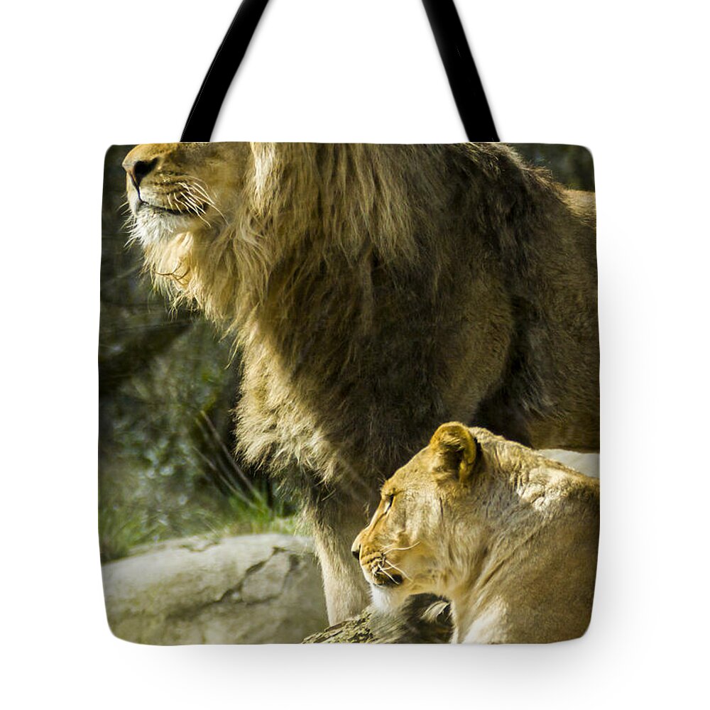 Animals Tote Bag featuring the photograph Attention Captured by Albert Seger