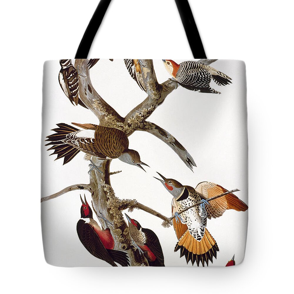 1838 Tote Bag featuring the photograph Audubon: Woodpeckers by Granger