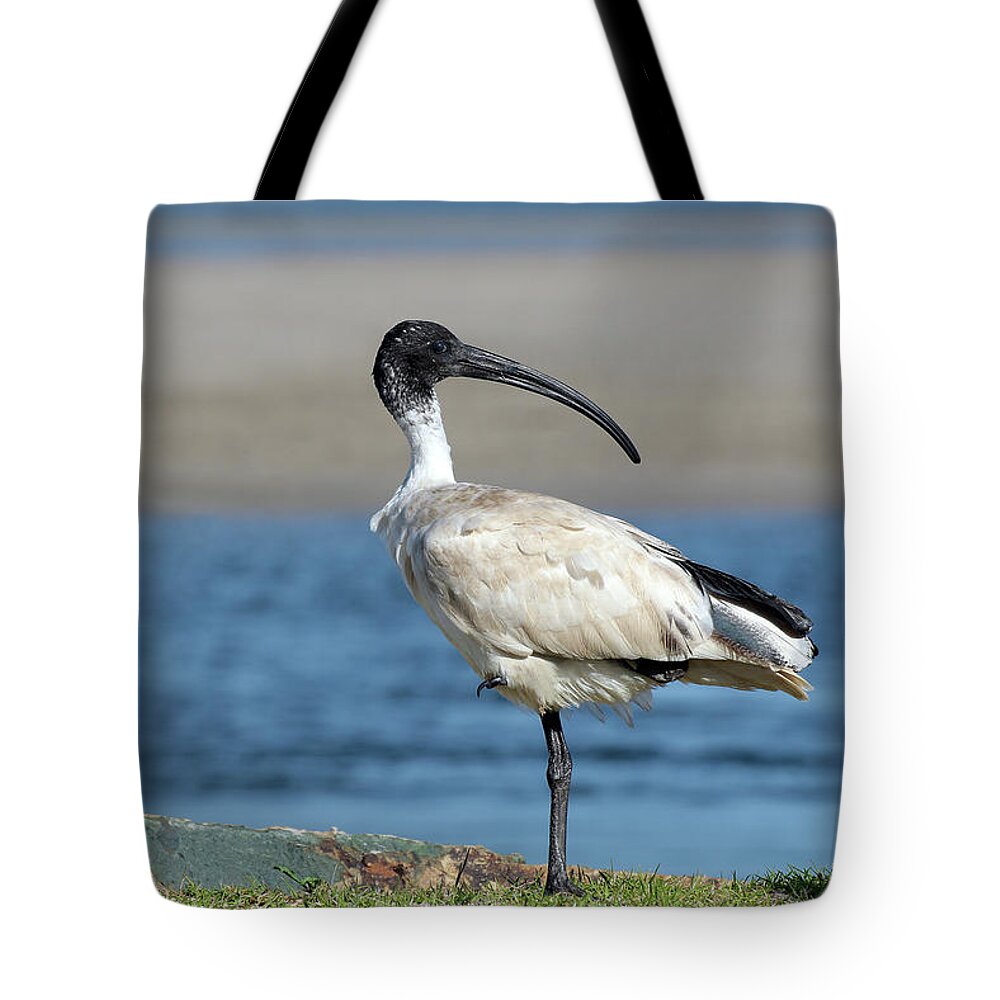 Australian White Ibis Tote Bag featuring the digital art Australian White Ibis 06158 by Kevin Chippindall