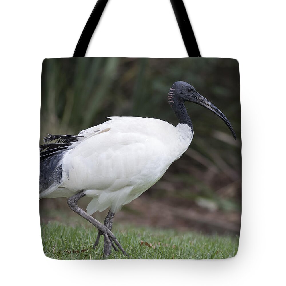 Bird Tote Bag featuring the photograph Australian White Ibis by Masami Iida