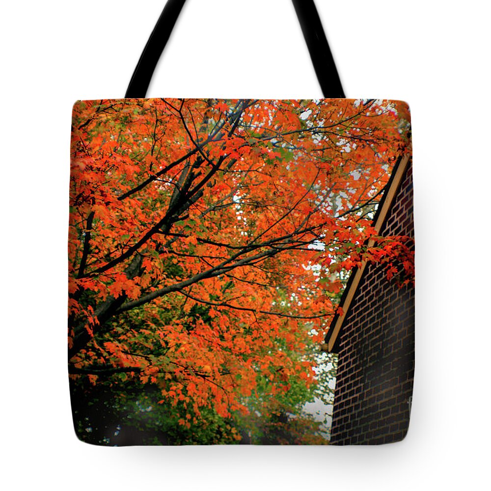 Tree Tote Bag featuring the photograph Autumn at the Window by Sandy Moulder
