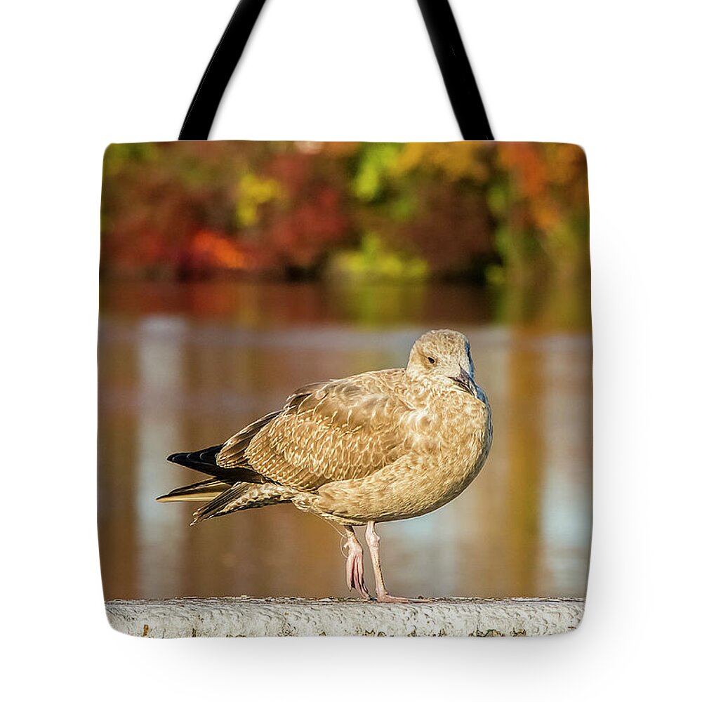 Autumn Tote Bag featuring the photograph Autumn Bird by Cathy Kovarik
