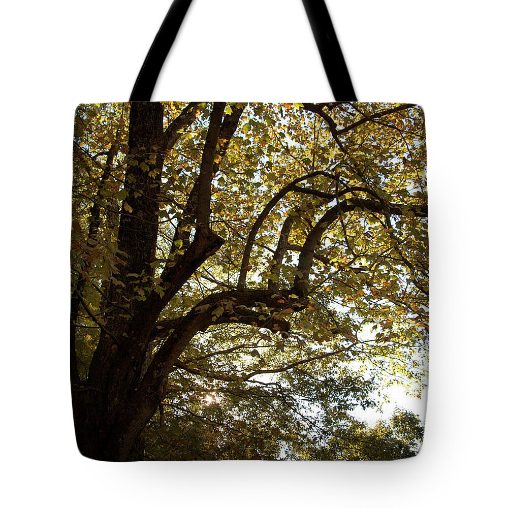 Autumn Tote Bag featuring the photograph Autumn Branches by Rebecca Davis