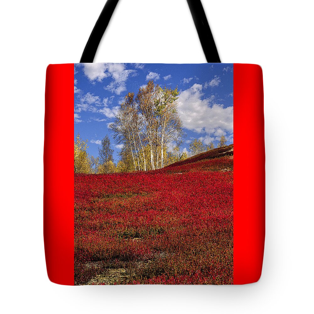 Birch Trees Tote Bag featuring the photograph Autumn Birches and Barrens by Marty Saccone