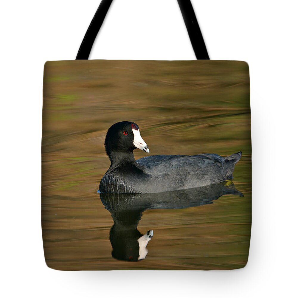 American Coot Tote Bag featuring the photograph Autumn Coot 3 by Fraida Gutovich