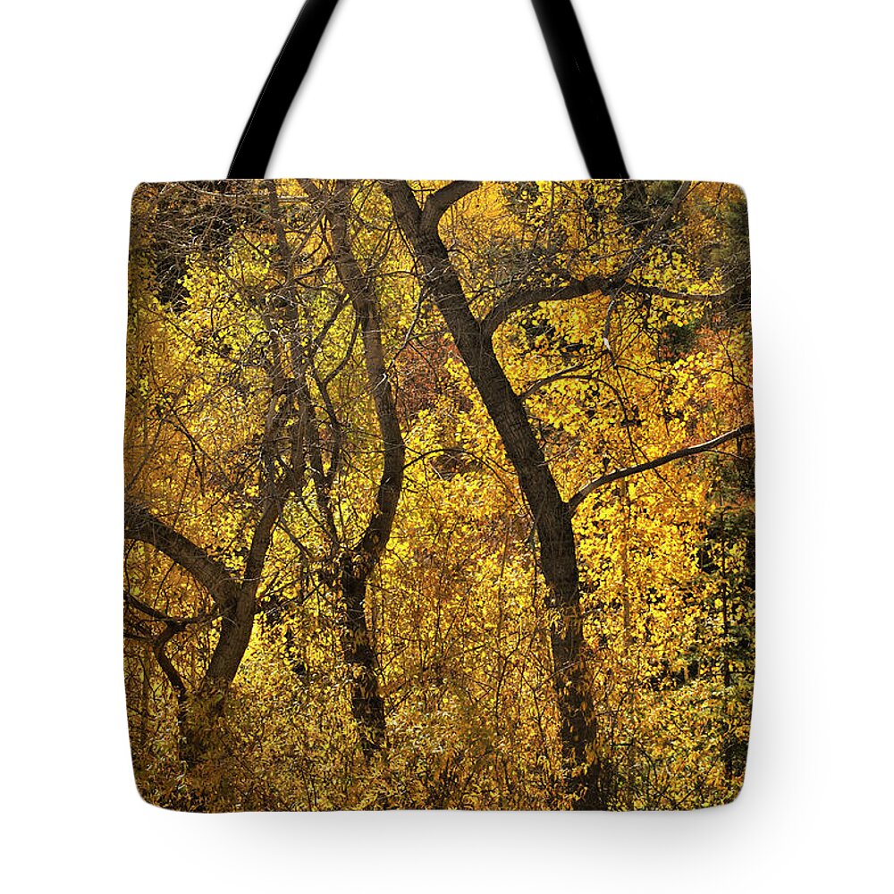 Landscape Tote Bag featuring the photograph Autumn Cottonwood Thicket by Ron Cline