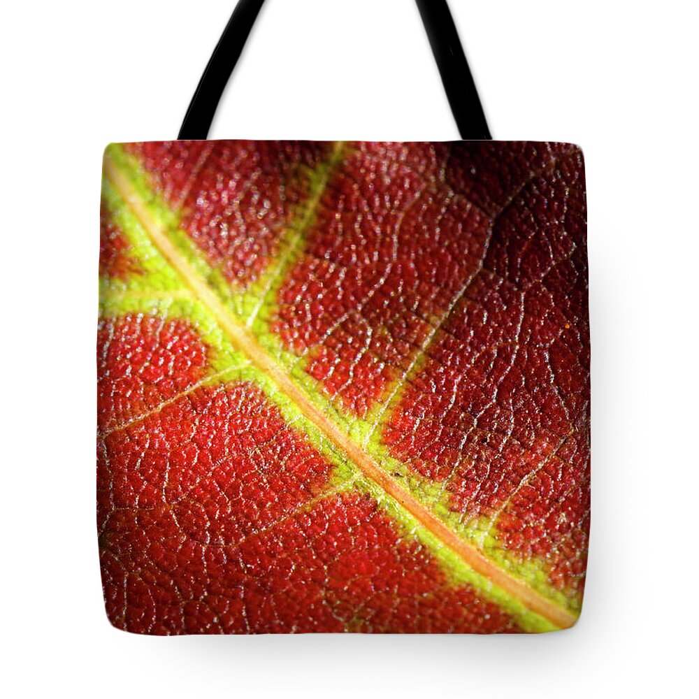 Fall Tote Bag featuring the photograph Autumn Fall Leaf Close Up by Rick Deacon