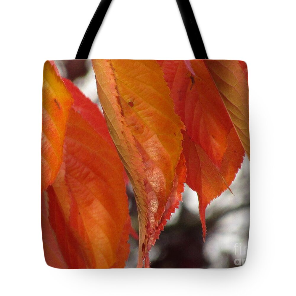 Autumn Leaves Tote Bag featuring the photograph Autumn Flame by Kim Tran