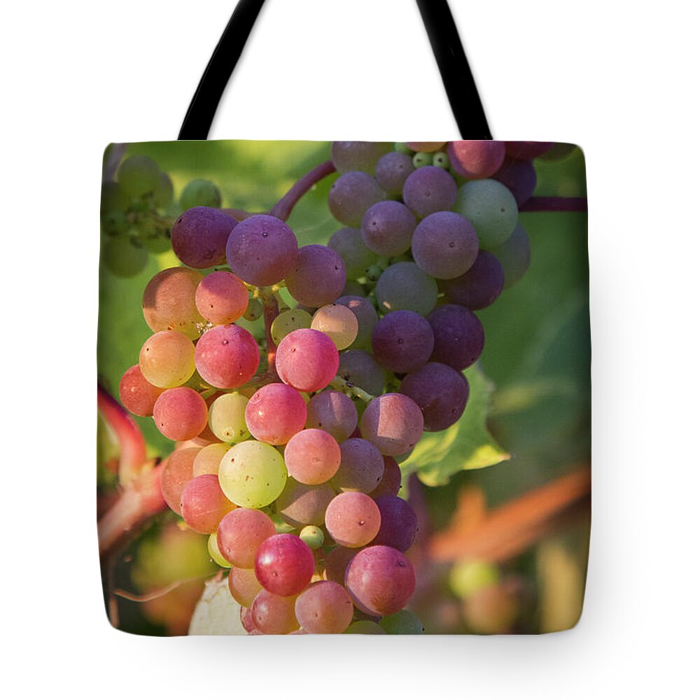 Red Grapes Tote Bag featuring the photograph Autumn Grapes by Susan Bandy