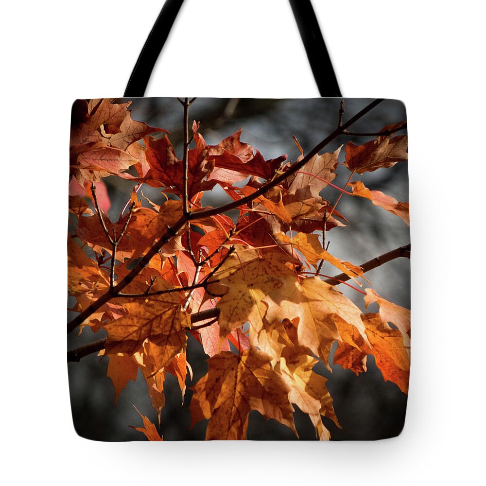  Tote Bag featuring the photograph Autumn Gray by Kimberly Mackowski