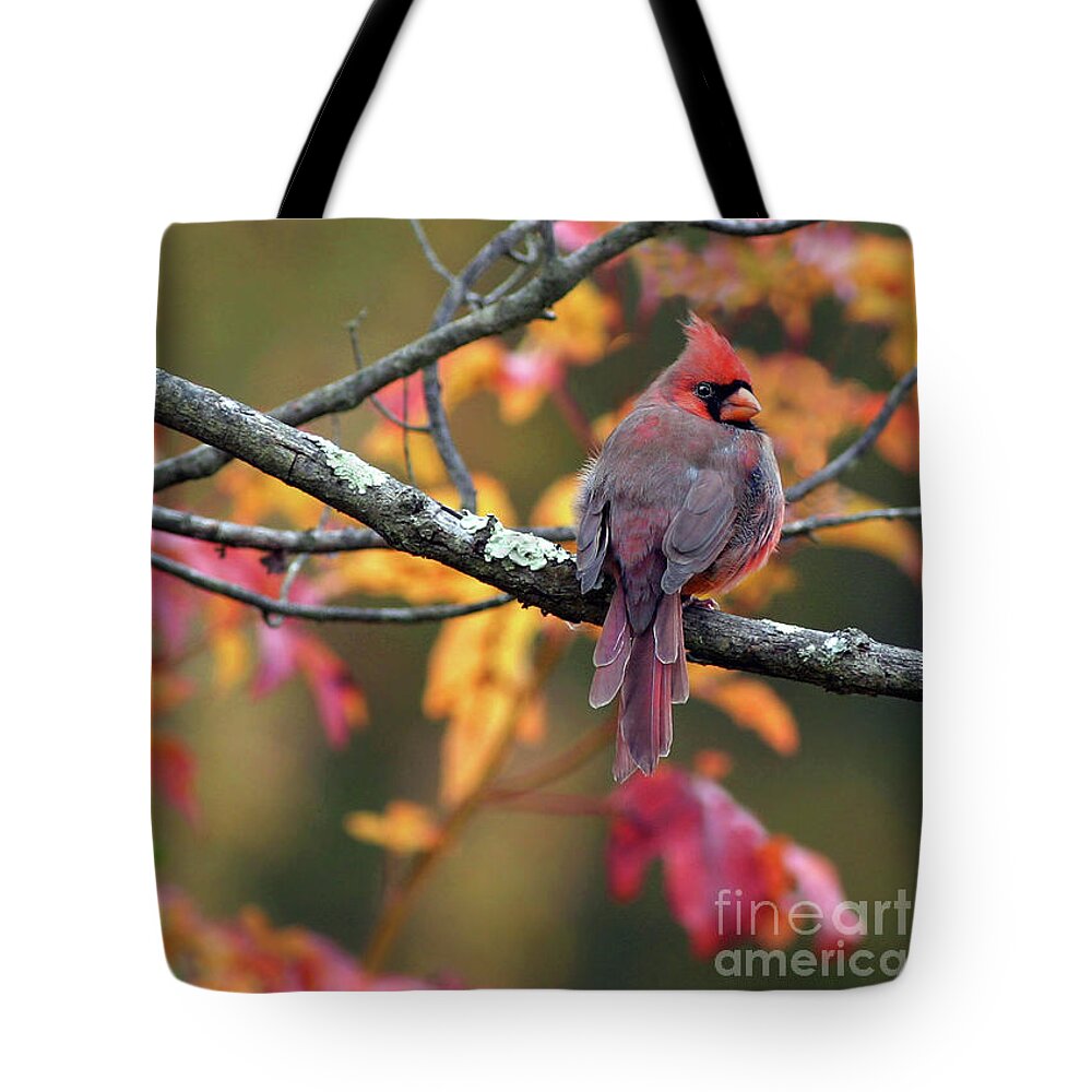 Male Cardinal Tote Bag featuring the photograph Autumn Hues by Art Cole