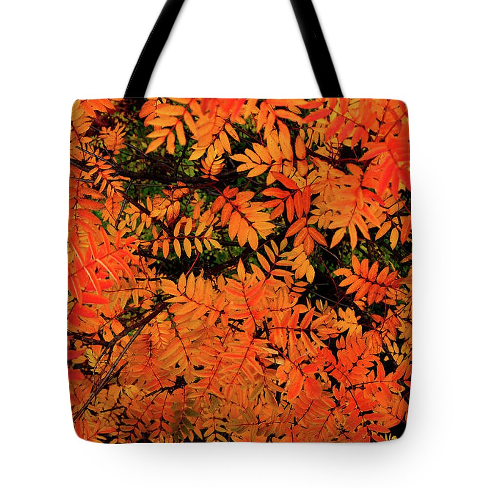  Tote Bag featuring the digital art Autumn in Maple Creek by Darcy Dietrich