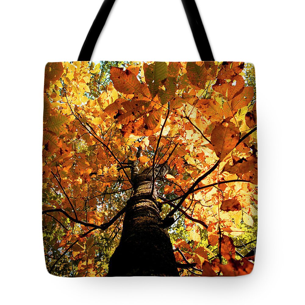 Glorious Tote Bag featuring the photograph Autumn is Glorious by Rebecca Davis