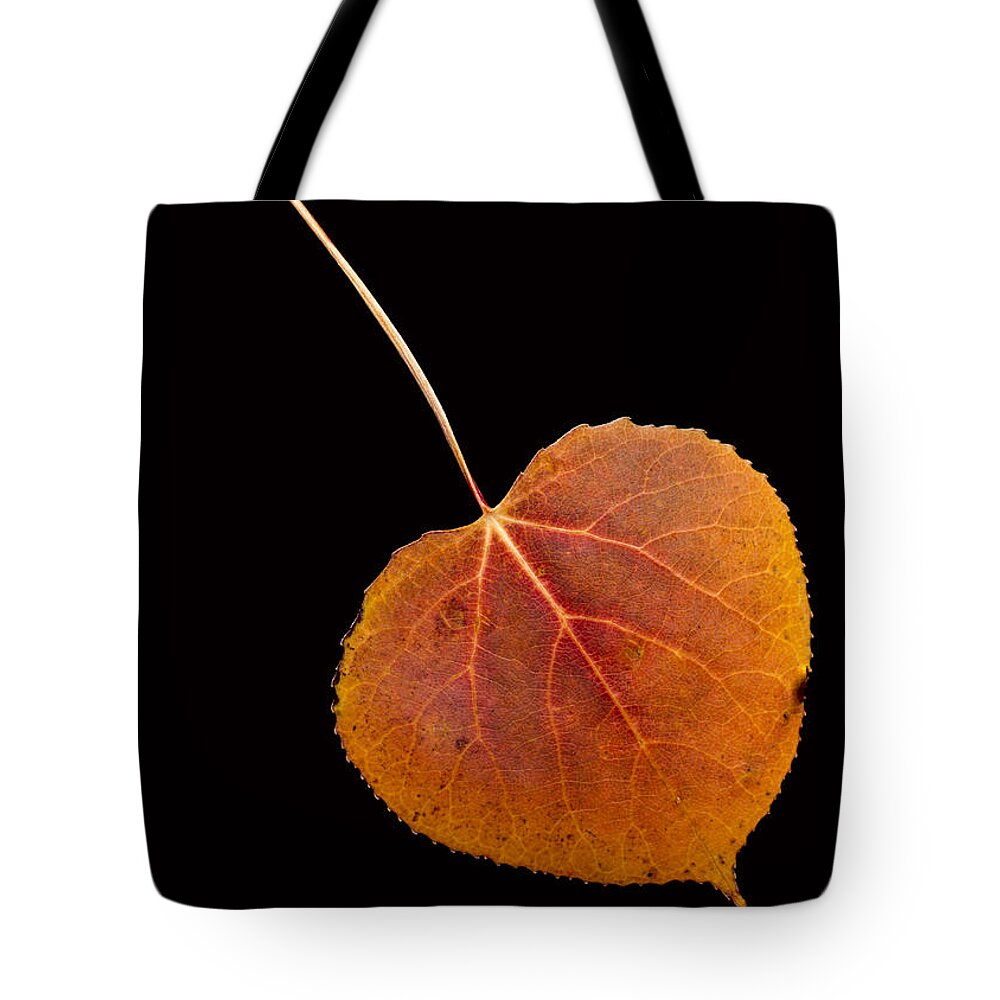 Autumn Tote Bag featuring the photograph Autumn Leaf by Edward Fielding