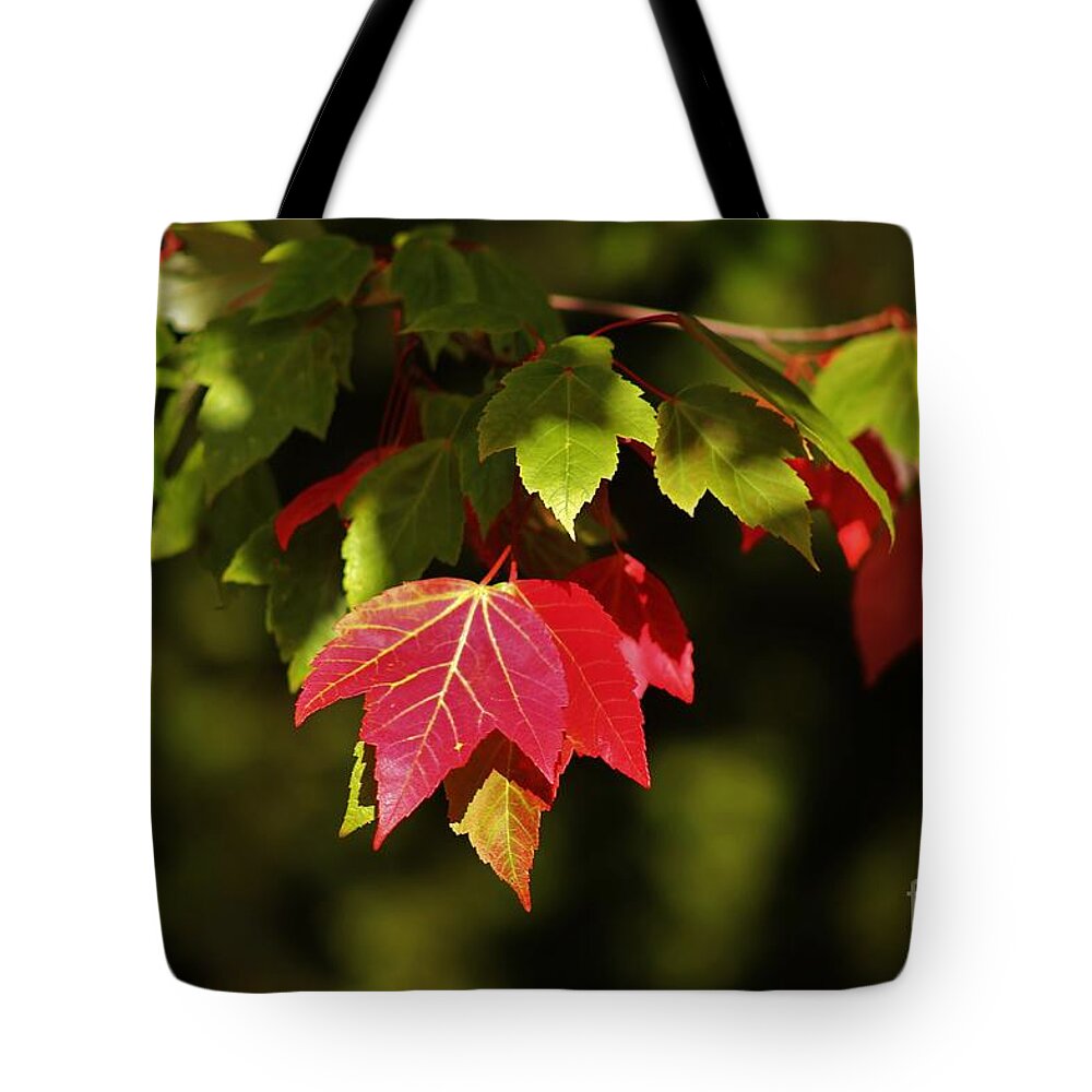 Autumn Tote Bag featuring the photograph Autumn Leaves by Craig Wood