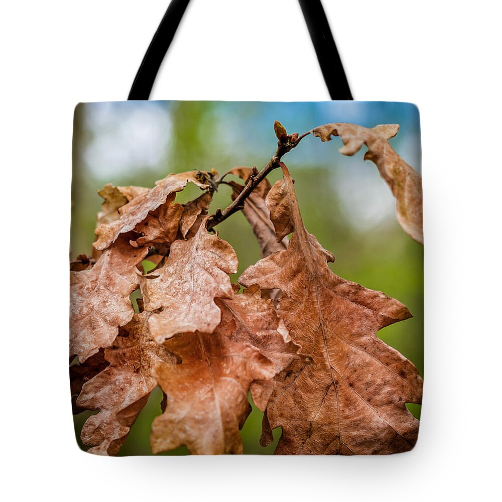 2016 Tote Bag featuring the photograph Autumn Leaves by Nick Bywater