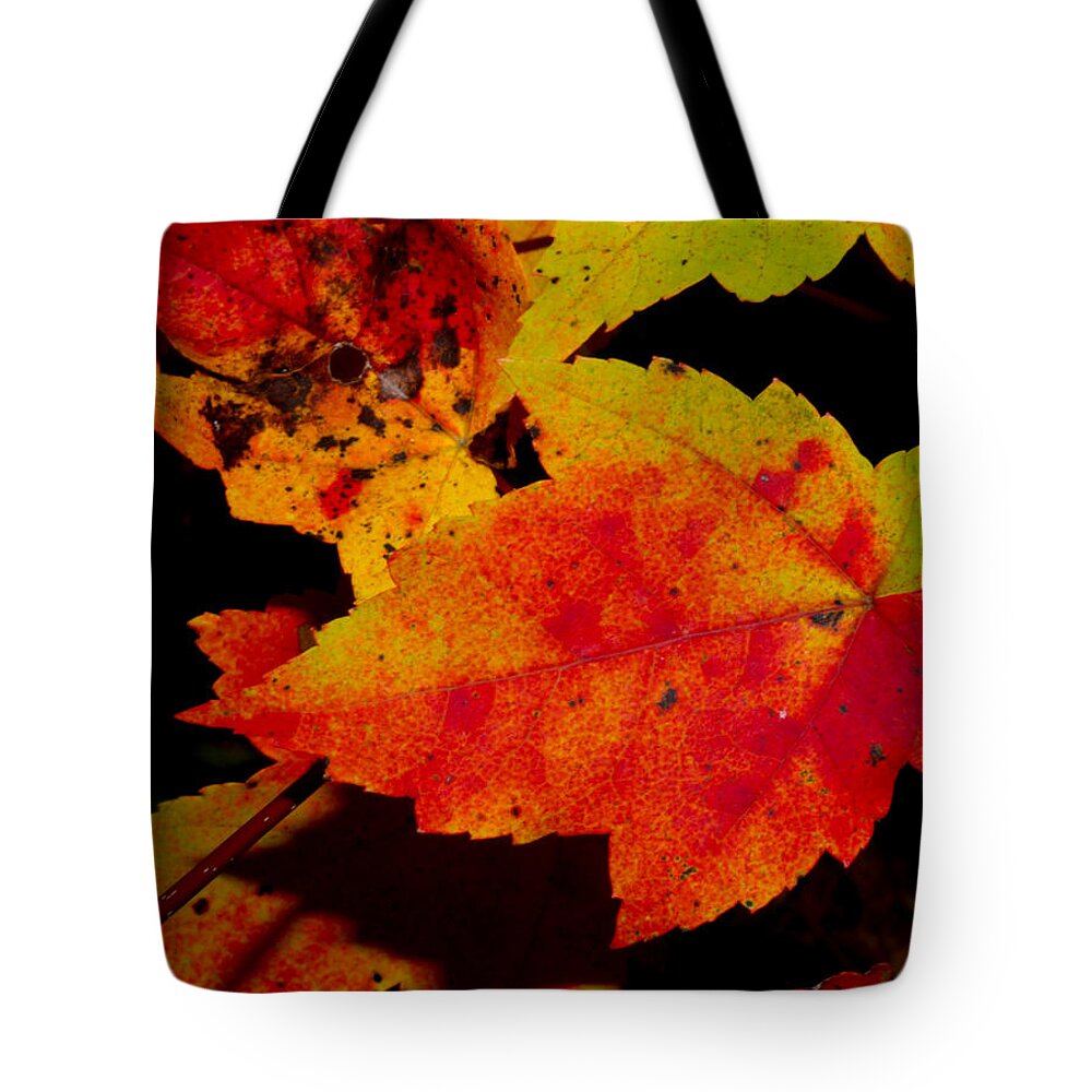Nature Tote Bag featuring the photograph Autumn Leaves by Robert Morin