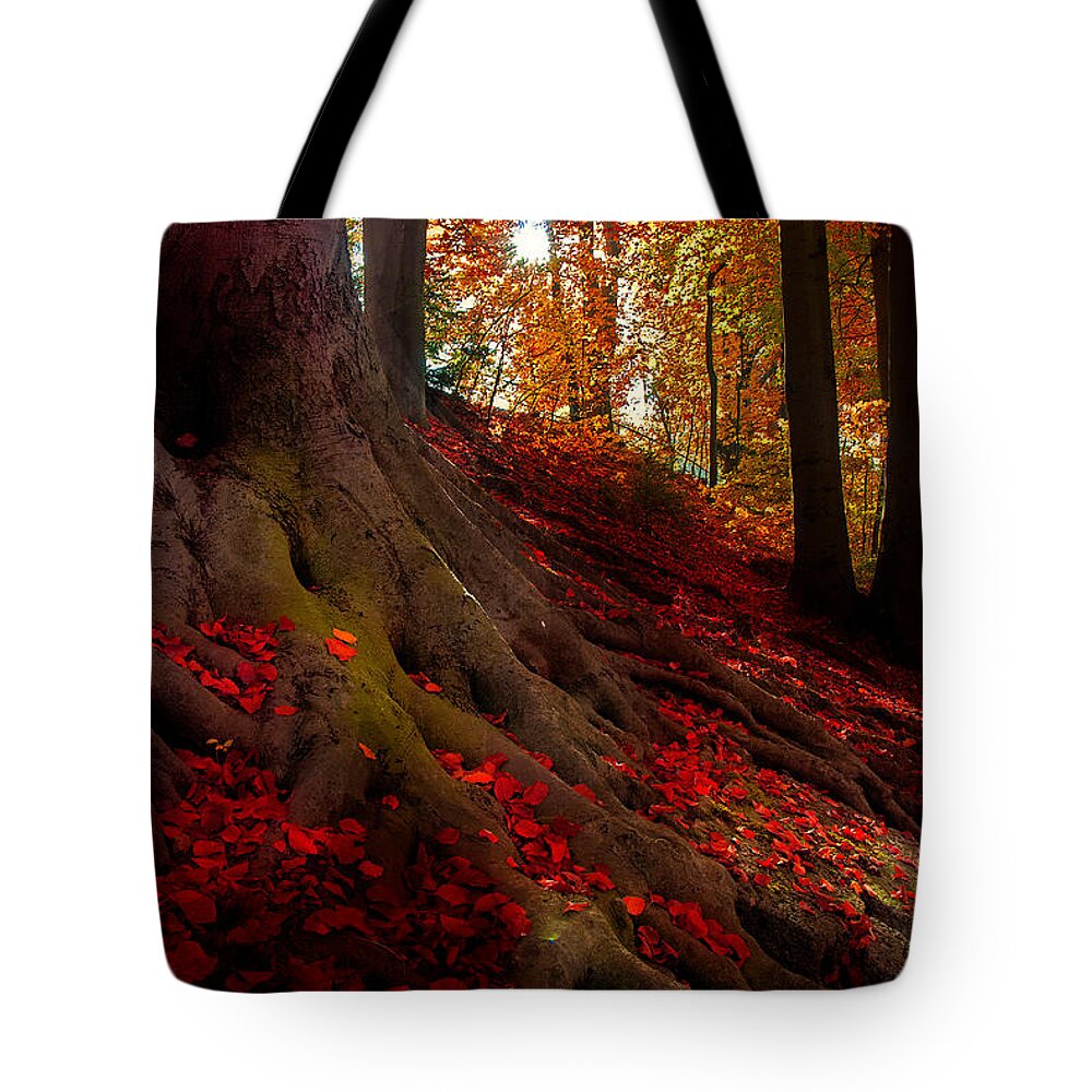 Autumn Tote Bag featuring the photograph Autumn Light by Hannes Cmarits