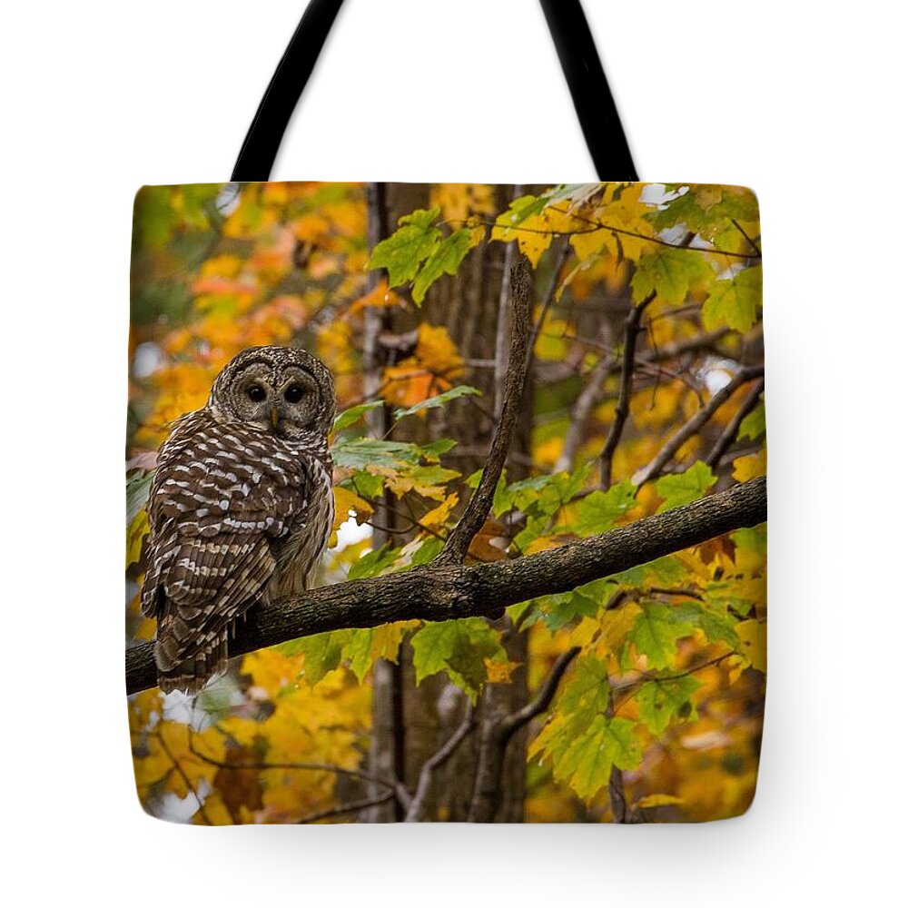 Barred Owl Tote Bag featuring the photograph Autumn Owl by Kevin Craft