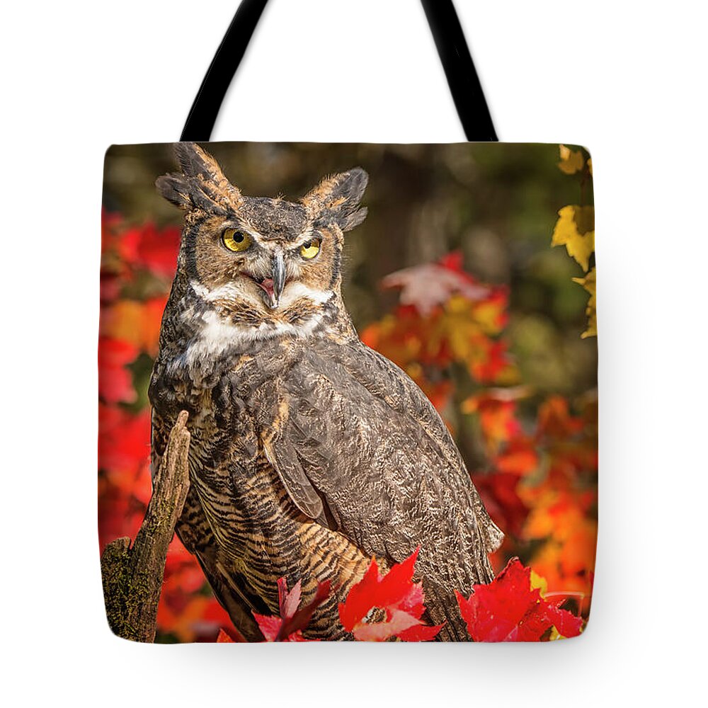 Owl Tote Bag featuring the photograph Autumn Owl by Peg Runyan