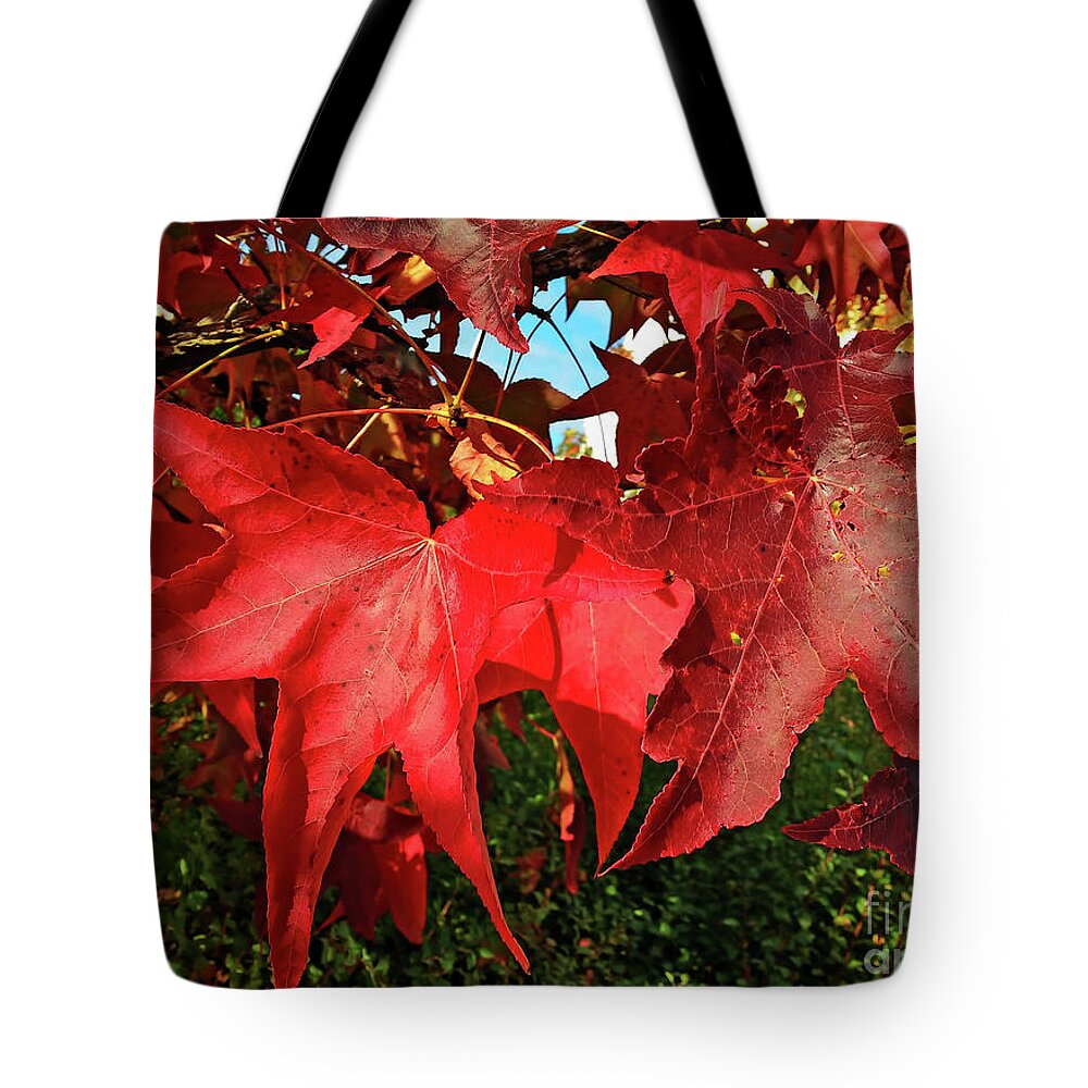 Autumn Red Leaves Tote Bag featuring the photograph Autumn Red Leaves by Jasna Dragun