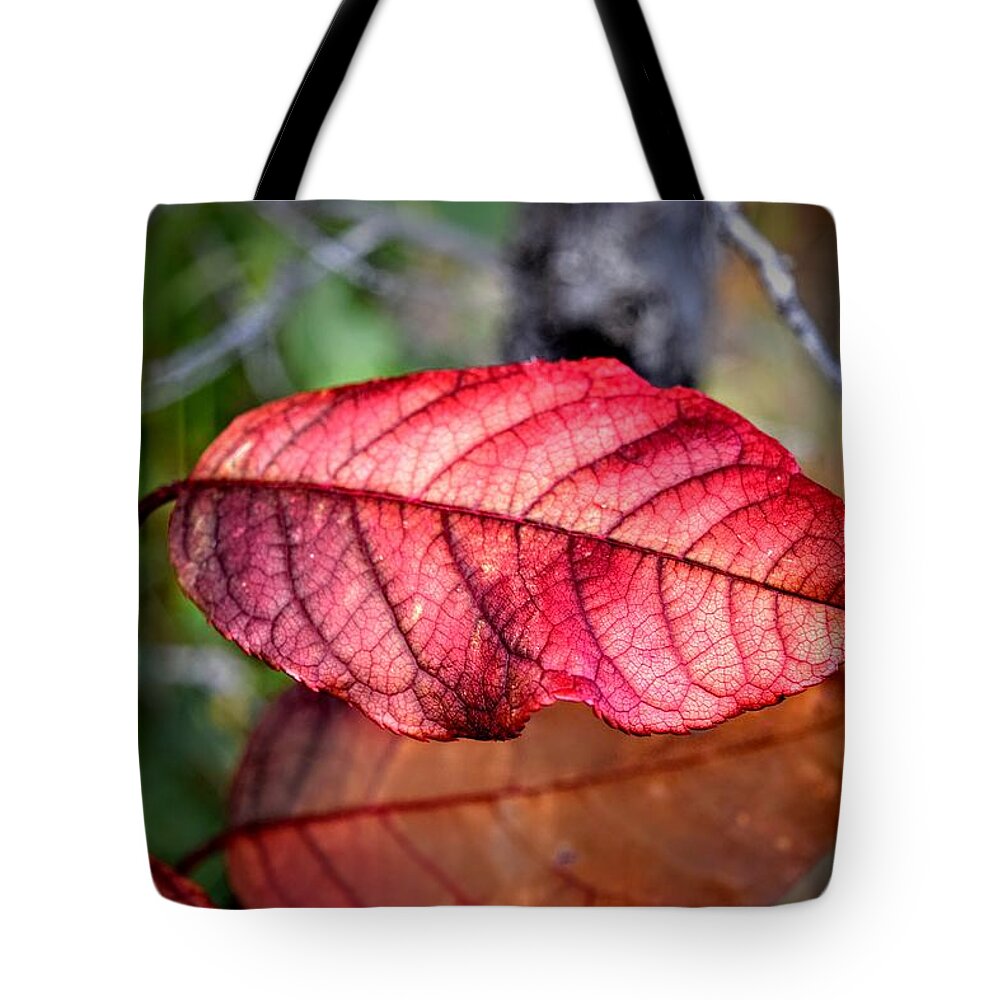 Autumn Tote Bag featuring the photograph Autumn Red by Michael Brungardt