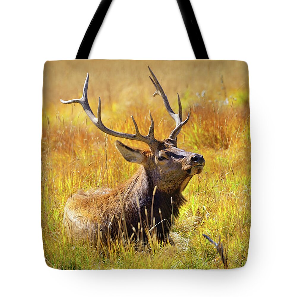 Elk Tote Bag featuring the photograph Autumn Relaxation by Greg Norrell