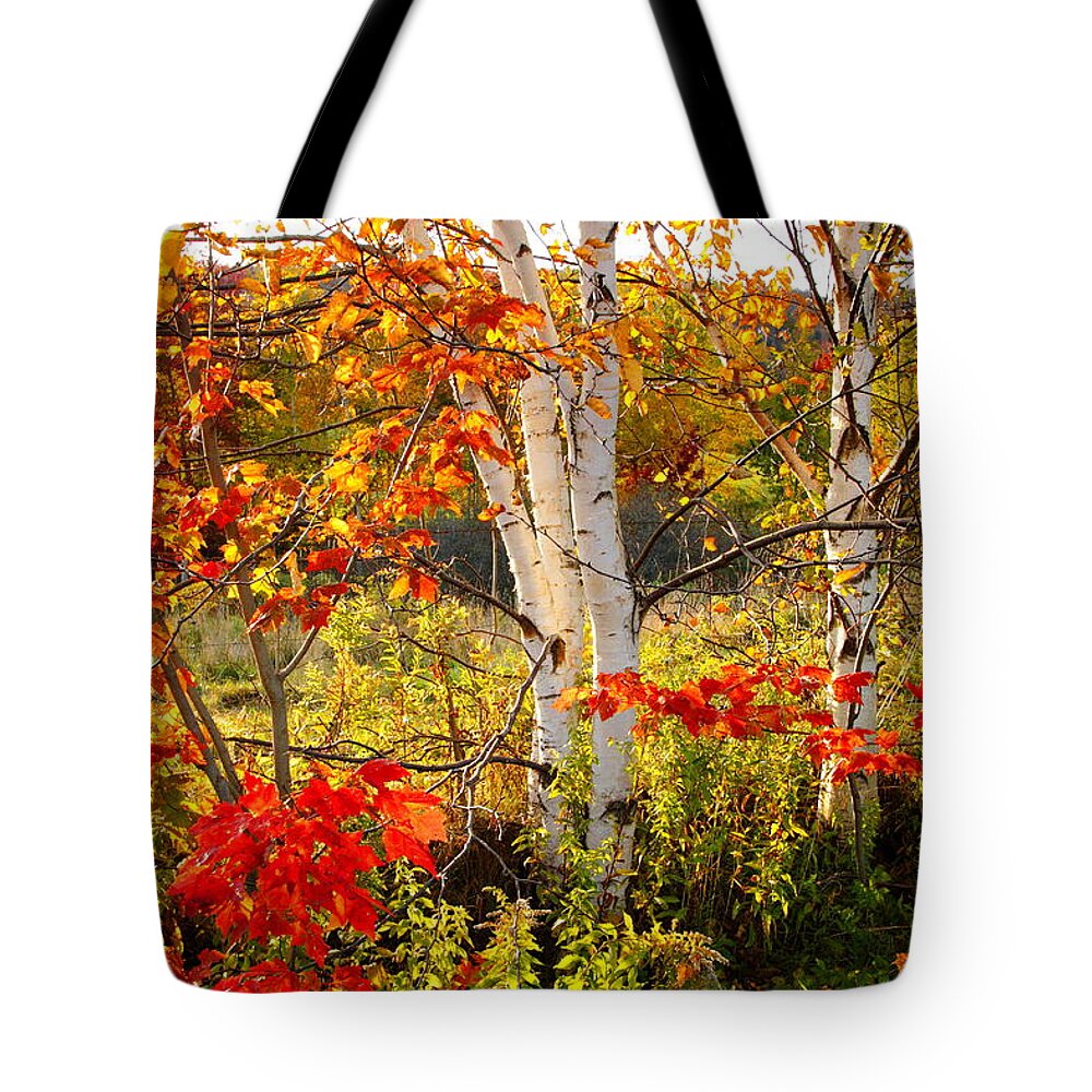 Autumn Tote Bag featuring the photograph Autumn scene with red leaves and white birch trees, Nova Scotia by Gary Corbett