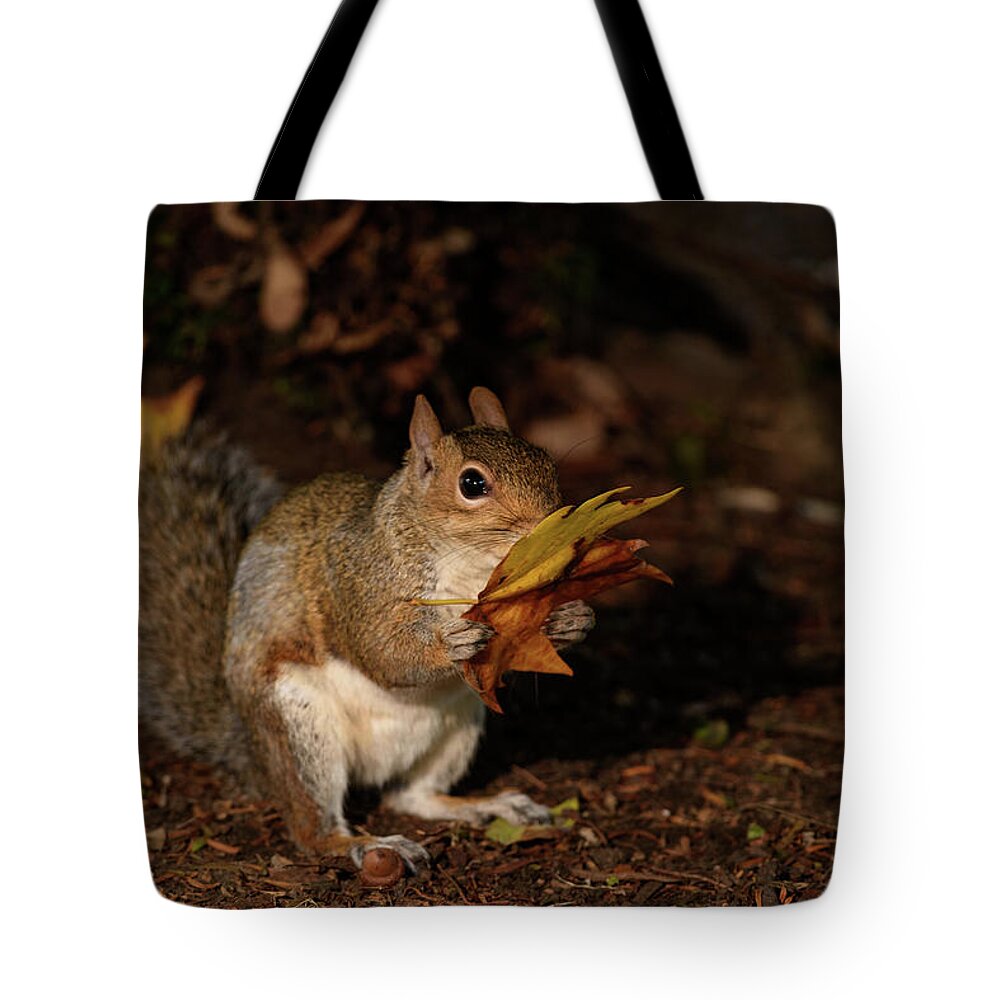 Autumn Tote Bag featuring the photograph Autumn Squirrel by Matt Malloy