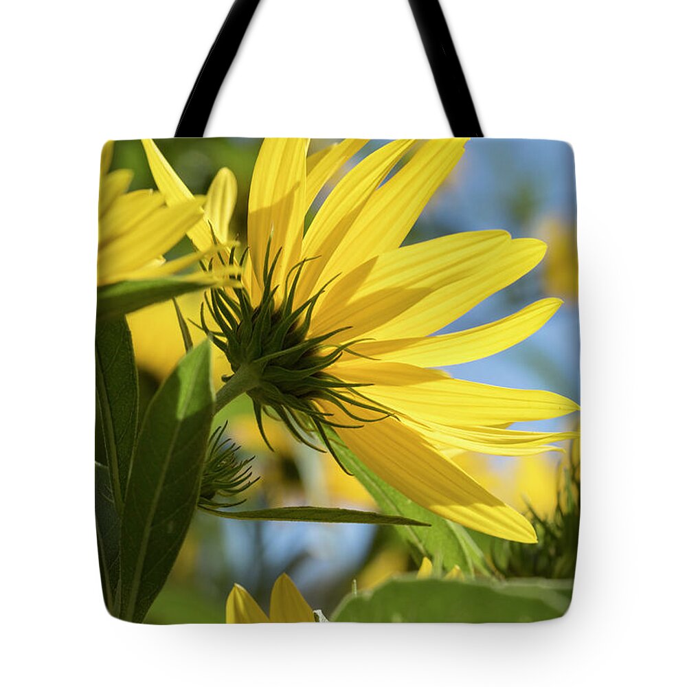 Blue Tote Bag featuring the photograph Autumn Sunshine by Holly Ross