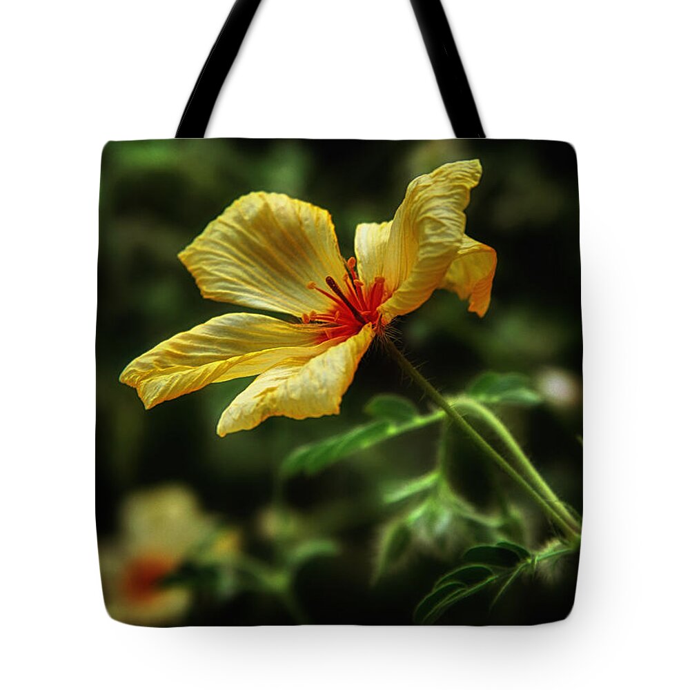 Flowers Tote Bag featuring the photograph AZ Poppy by Elaine Malott