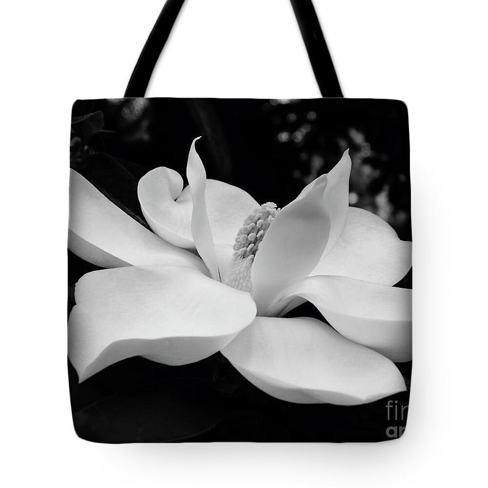 Magnolia Tote Bag featuring the photograph B W Magnolia Blossom by D Hackett