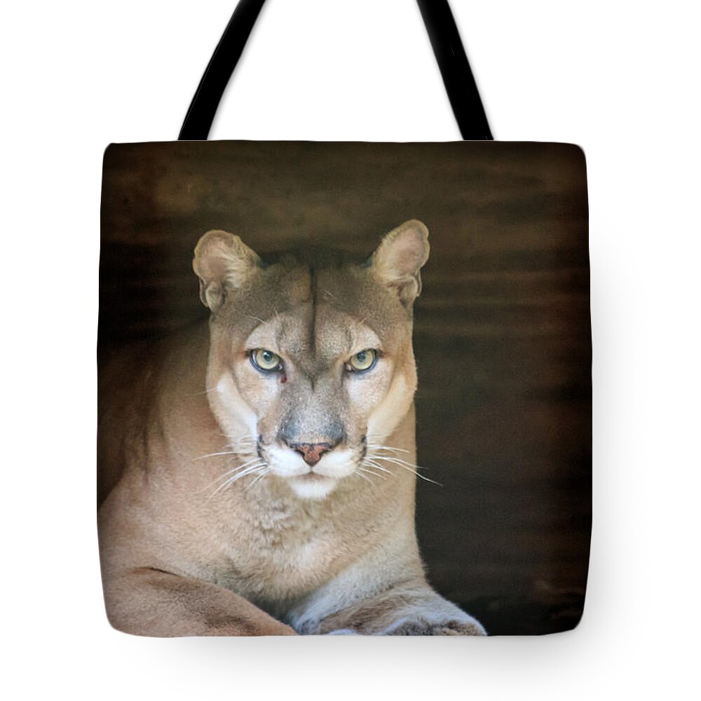 Florida Tote Bag featuring the photograph Babcock Wilderness Ranch - Portrait of Oceola the Panther by Ronald Reid